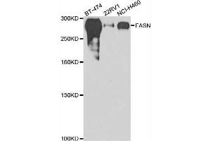 Western blot analysis of extracts of various cell lines, using FASN antibody. (Fatty Acid Synthase 抗体  (AA 2212-2511))