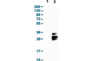 Western Blot analysis with TSPAN9 polyclonal antibody . (Tetraspanin 9 抗体  (AA 123-200))