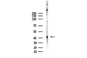 anti-Guanine Nucleotide Binding Protein (G Protein), alpha 13 (GNA13) (N-Term) antibody