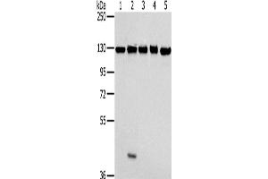 Western Blotting (WB) image for anti-Matrin 3 (MATR3) antibody (ABIN2430421) (MATR3 抗体)