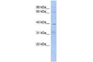 WB Suggested Anti-KHDRBS2 Antibody Titration: 0. (KHDRBS2 抗体  (Middle Region))