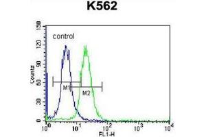 Flow cytometric analysis of K562 cells using Follicle-stimulating hormone / FSH Antibody (Center) Cat. (FSH 抗体  (Middle Region))