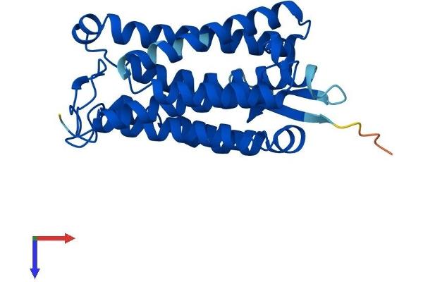 ACER1 Protein (AA 1-264) (His tag)