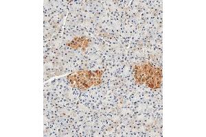 Immunohistochemical analysis of paraffin-embedded Human pancreas tissue using (ABIN389272 and ABIN2839405) performed on the Leica® BOND RXm. (ENO2/NSE 抗体  (AA 6-32))