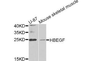 Western blot analysis of extracts of U-87 and mouse skeletal muscle cell lines, using HBEGF antibody. (HBEGF 抗体)