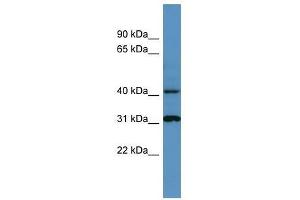 Western Blot showing Ctsd antibody used at a concentration of 1-2 ug/ml to detect its target protein. (Cathepsin D 抗体  (C-Term))