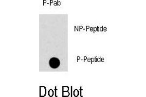 Image no. 1 for anti-Mitogen-Activated Protein Kinase 8 (MAPK8) (pThr183) antibody (ABIN358374) (JNK 抗体  (pThr183))