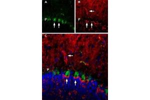 Multiplex staining of Aquaporin 4 and TrkB in rat cerebellum.