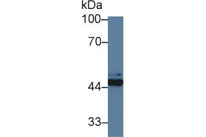 Western Blotting (WB) image for anti-FK506 Binding Protein Like (FKBPL) (AA 1-349) antibody (ABIN7430051)