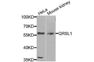 Western blot analysis of extracts of various cell lines, using QRSL1 antibody (ABIN5974691) at 1/1000 dilution.