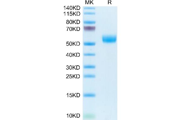 APOH Protein (AA 20-345) (His tag)
