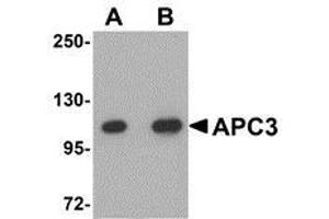 Western blot analysis of APC3 in mouse liver tissue lysate with AP30059PU-N APC3 antibody at (A) 1 and (B) 2 μg/ml. (CDC27 抗体  (C-Term))
