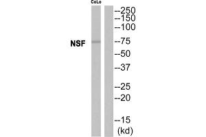 Western blot analysis of extracts from CoLo cells, using NSF antibody. (NSF 抗体  (Internal Region))