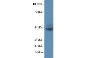 Detection of CD72 in Rat Spleen lysate using Polyclonal Antibody to Cluster Of Differentiation 72 (CD72) (CD72 抗体  (AA 126-237))