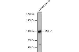 Western blot analysis of extracts of mouse spleen, using MKLN1 antibody (ABIN6129054, ABIN6143861, ABIN6143863 and ABIN6215693) at 1:3000 dilution.