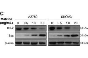 Apoptosis induced by matrine in ovarian cancer cells. (BAX 抗体  (AA 1-100))