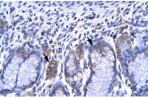 Human Stomach; RBPSUH antibody - C-terminal region in Human Stomach cells using Immunohistochemistry (RBPJ 抗体  (C-Term))