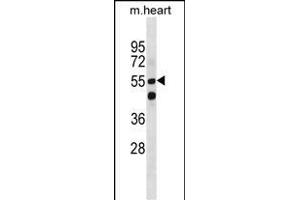 Mouse Smarcd1 Antibody (Center) (ABIN1881818 and ABIN2850422) western blot analysis in mouse heart tissue lysates (35 μg/lane). (SMARCD1 抗体  (AA 309-335))