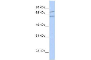 WB Suggested Anti-ZNF671 Antibody Titration:  0. (ZNF671 抗体  (N-Term))