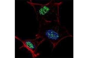 Fluorescent confocal image of SY5Y cells stained with KLF4 antibody at 1:100. (KLF4 抗体  (AA 481-504))