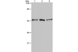 Western Blot analysis of A549, Hela and 293T cell using BAG5 Polyclonal Antibody at dilution of 1:500 (BAG5 抗体)