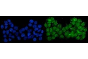 IF analysis of Serum Response Factor/SRF using anti-Serum Response Factor/SRF antibody (ABIN7600144).