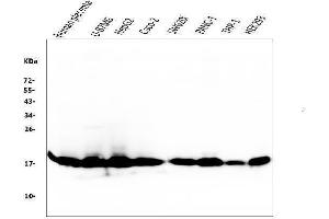 Western blot analysis of Cyclophilin B using anti-Cyclophilin B antibody (ABIN6719475). (PPIB 抗体  (AA 158-216))