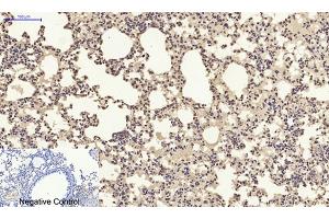 Immunohistochemical analysis of paraffin-embedded mouse lung tissue. (CXCL12 抗体  (C-Term))