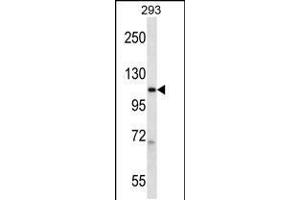 Western blot analysis in 293 cell line lysates (35ug/lane). (POLR2B 抗体  (AA 797-826))
