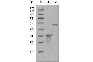 Western blot analysis using Mammaglobin-1 mouse mAb against full-length GST- Mammaglobin-1 (1) and full-length MBP- Mammaglobin-1 (aa1-193) recombinant protein (2). (Mammaglobin A 抗体)