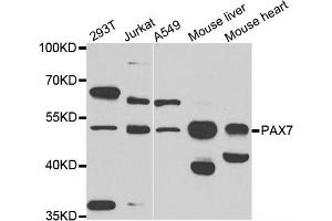 Western blot analysis of extracts of various cell lines, using PAX7 antibody. (PAX7 抗体)
