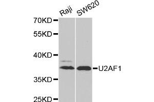 Western blot analysis of extracts of various cell lines, using U2AF1 antibody (ABIN6292320) at 1:1000 dilution. (U2AF1 抗体)