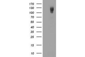 Western Blotting (WB) image for anti-phosphodiesterase 2A, CGMP-Stimulated (PDE2A) antibody (ABIN1500078) (PDE2A 抗体)