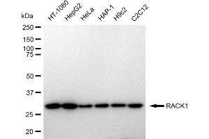 Western blotting analysis using RACK1 antibody (ABIN7798819).