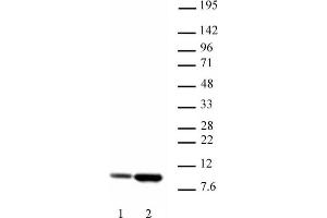Histone H4 acetyl Lys5 antibody tested by Western blot. (Histone H4 抗体  (acLys5))
