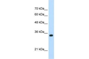 Western Blotting (WB) image for anti-Apolipoprotein B mRNA Editing Enzyme, Catalytic Polypeptide-Like 3D (APOBEC3D) antibody (ABIN2462344) (APOBEC3D 抗体)