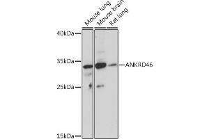 Western blot analysis of extracts of various cell lines, using  Rabbit pAb (ABIN7265614) at 1:1000 dilution. (ANKRD46 抗体)