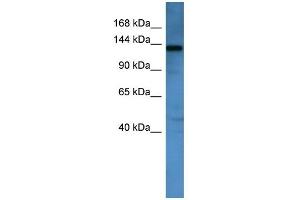 WB Suggested Anti-Aff1 Antibody Titration:  0.