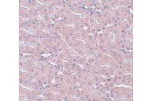 Immunohistochemistry (IHC) image for anti-FERM and PDZ Domain Containing 2 (FRMPD2) (N-Term) antibody (ABIN1031387) (FRMPD2 抗体  (N-Term))