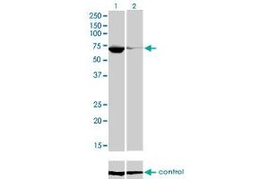 Western blot analysis of EBF1 over-expressed 293 cell line, cotransfected with EBF1 Validated Chimera RNAi (Lane 2) or non-transfected control (Lane 1). (EBF1 抗体  (AA 1-591))