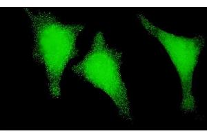 Immunofluorescence of monoclonal antibody to STAU1 on HeLa cell. (STAU1/Staufen 抗体  (AA 401-496))