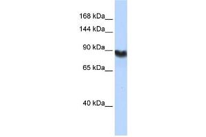 Western Blotting (WB) image for anti-Ligase I, DNA, ATP-Dependent (LIG1) antibody (ABIN2459730) (LIG1 抗体)