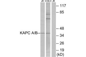 Western Blotting (WB) image for anti-KAPC A/B (N-Term) antibody (ABIN1849204) (KAPC A/B (N-Term) 抗体)