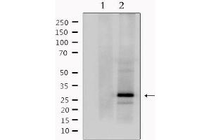 Western blot analysis of extracts from mouse brain, using MOG Antibody. (MOG 抗体  (C-Term))