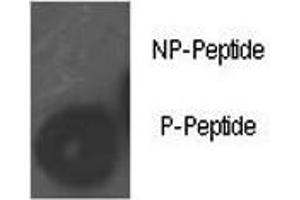 Dot blot analysis of phospho-Rb antibody. (Retinoblastoma Protein (Rb) 抗体  (pSer780))