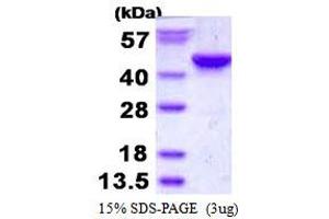Image no. 1 for Inositol-Tetrakisphosphate 1-Kinase (ITPK1) protein (His tag) (ABIN1098354) (ITPK1 Protein (His tag))