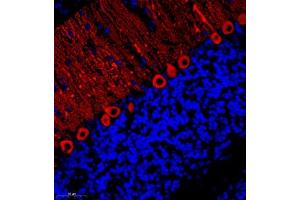 Immunofluorescent analysis of paraffin embedded rat cerebellum using HOMER3 (ABIN7074257) at dilution of 1: 700 (HOMER3 抗体)