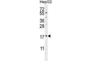 Western blot analysis in HepG2 cell line lysates (35ug/lane) using MRFAP1L1 Antibody . (MRFAP1L1 抗体  (Middle Region))
