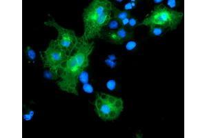 Immunofluorescence (IF) image for anti-Leucine Rich Repeat Containing 25 (LRRC25) antibody (ABIN1499199)
