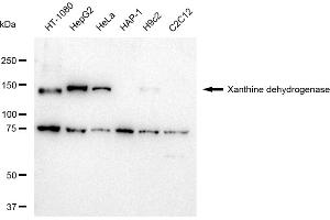 anti-Xanthine Dehydrogenase (XDH) antibody